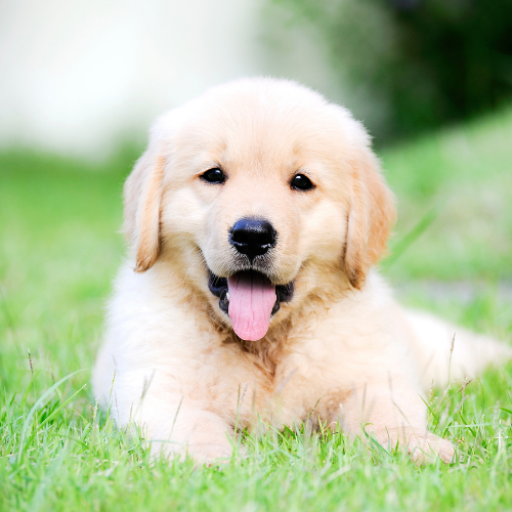 Cute AI Puppies logo