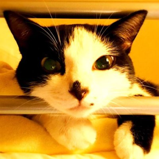 ねこ印カレー工房 logo