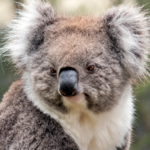肥考拉（fat Koala）v3.2 logo