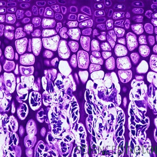 Histology Tutor ðŽðĶīð§Ŧðð logo