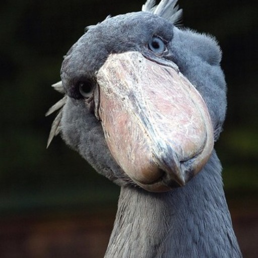 鯨頭鸛行銷助理 Shoebill Marketing Assistant logo