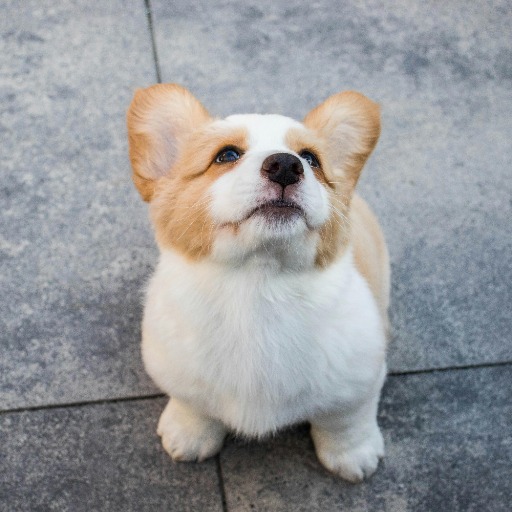 Adopt a Pet logo