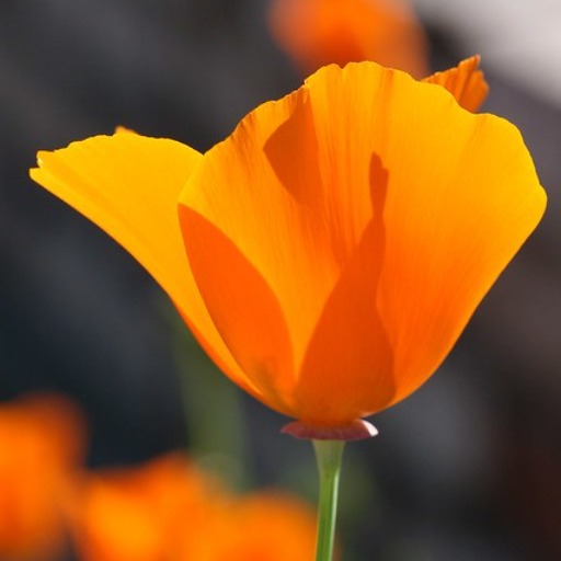 CA Native Plant Guide for Landscape Architects logo